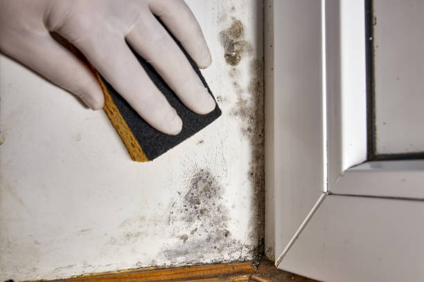 Best Attic Mold Removal  in Ogallala, NE